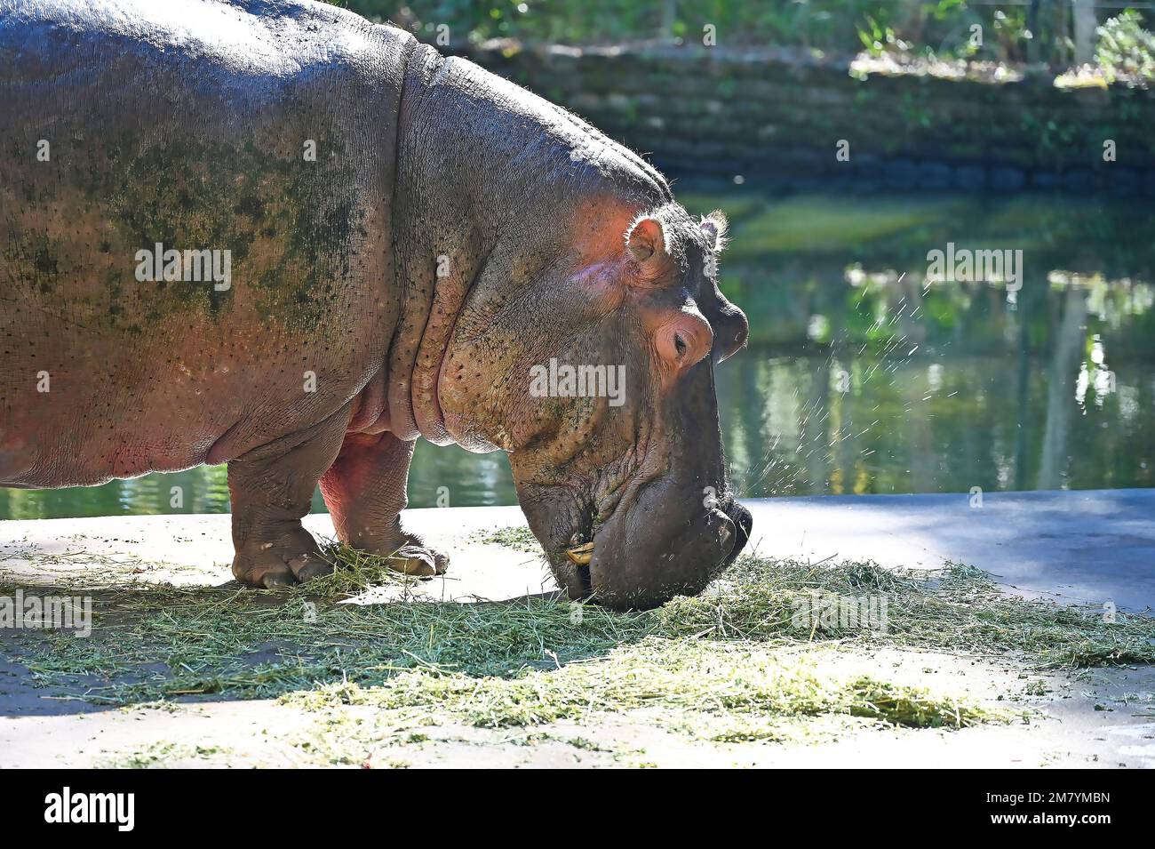 Homosassa Springs offers visitors a variety of animal and birdlife in a beautiful outdoor setting. The hippo sneezes! Stock Photo