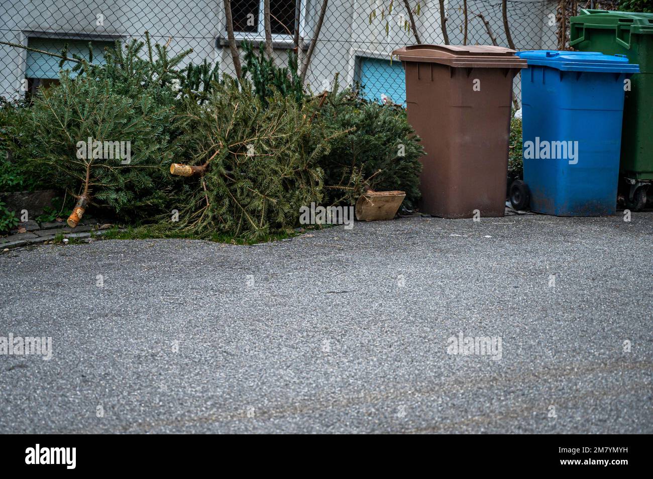 Abandoned Christmas trees in the street beside garbage bin after the
