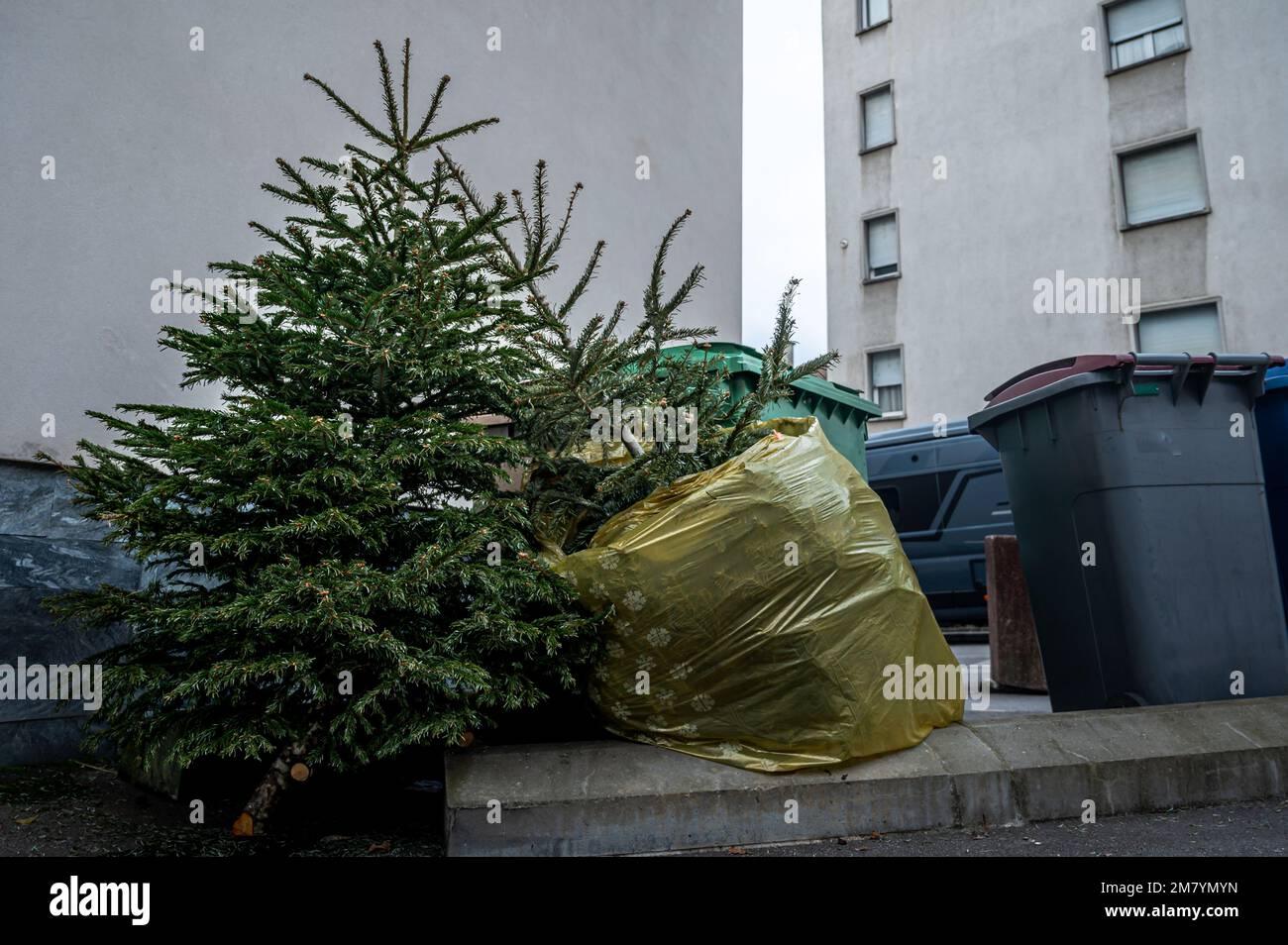 Abandoned Christmas trees in the street beside garbage bin after the holidays. Ecology and waste concept. Stock Photo