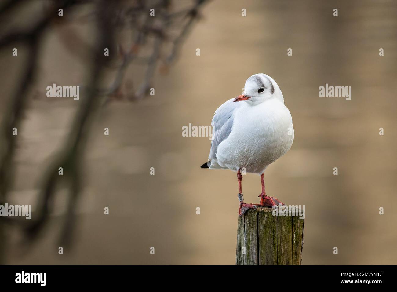 The black-headed gull with red beak and legs, an adult, standing on a wooden pole. Blurry brown water and a branch in the background. Stock Photo