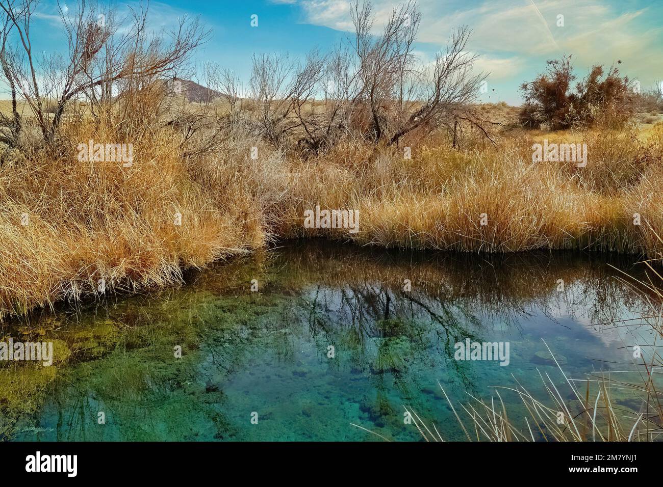 Spring in the oasis Ash Meadows, in the Mojave Desert near Pahrump, Nevada, where the endangered pupfish (Cyprinodon nevadensis) live Stock Photo