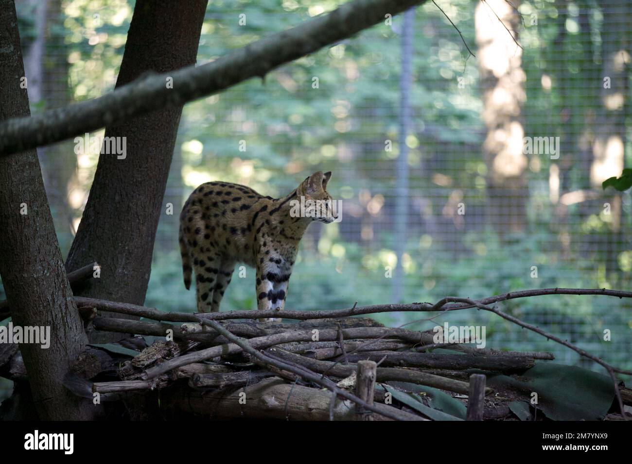 The serval (Leptailurus serval) is a wild cat native to Africa Stock