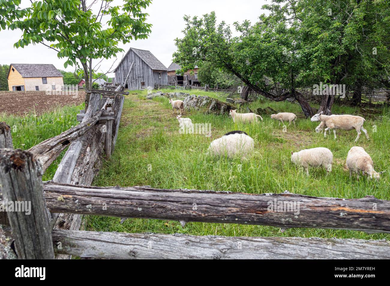 SHEEP FARM, JOSLIN FARM, KINGS LANDING, HISTORIC ANGLOPHONE VILLAGE