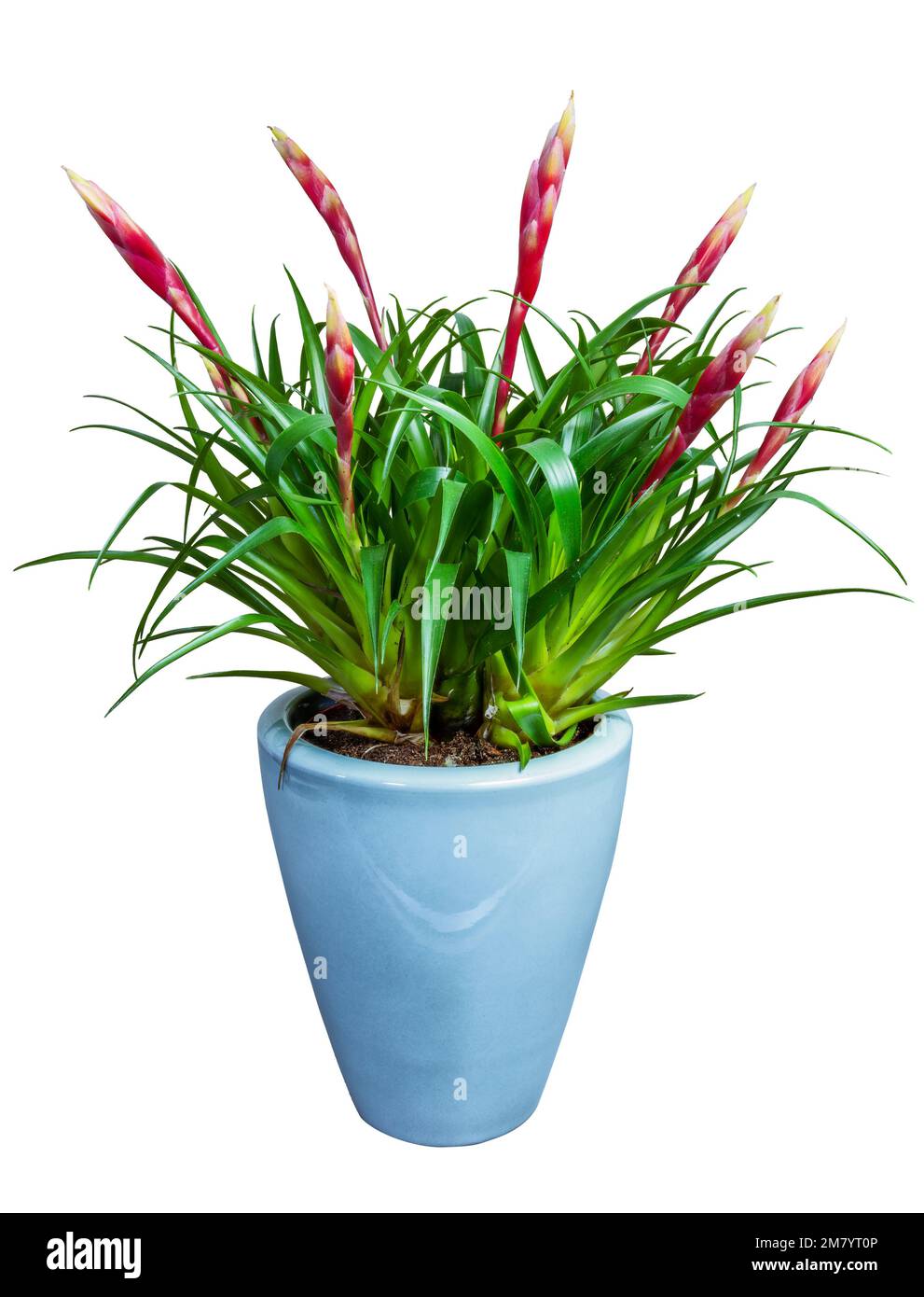 Closeup of an isolated potted Tillandsia flower Stock Photo