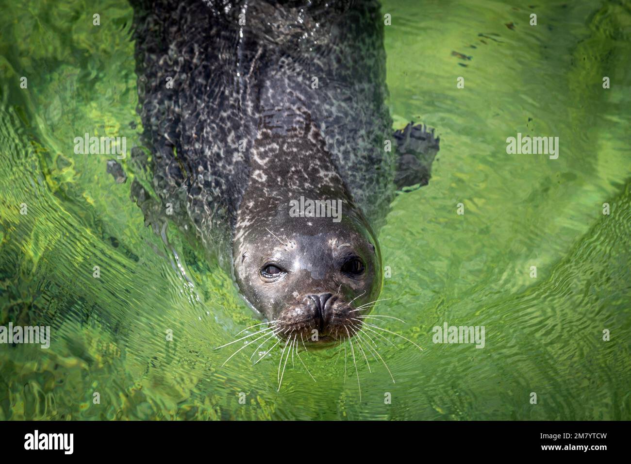 THE AQUARIUM'S SEAL AND THE NEW BRUNSWICK MARINE CENTER, SHIPPAGAN, NEW