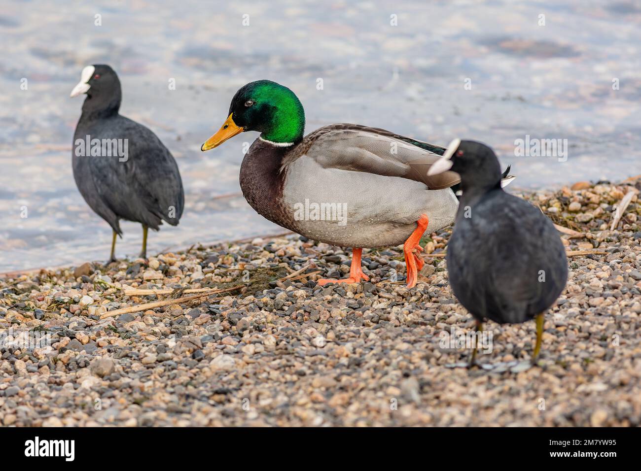 A male mallard duck, a colorful water bird, standing on a lake beach with pebbles among two black Eurasian coots. Blue water in the background. Stock Photo