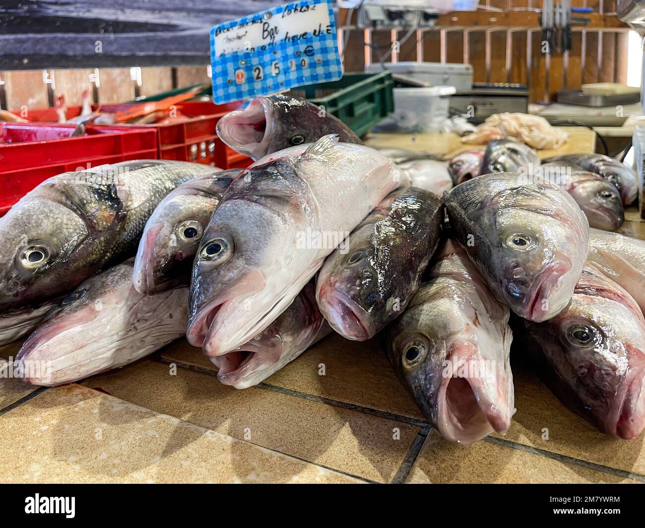 WILD SEA BASS USING A TRAWLING NET, FISH MARKET OF DIVESSURMER