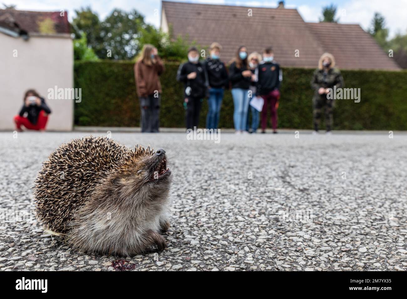 STUDENTS LOOKING AT A HEDGEHOG THAT HAS BEEN RUN OVER BY A CAR ON THE ROAD, RUGLES, EURE, NORMANDY, FRANCE Stock Photo