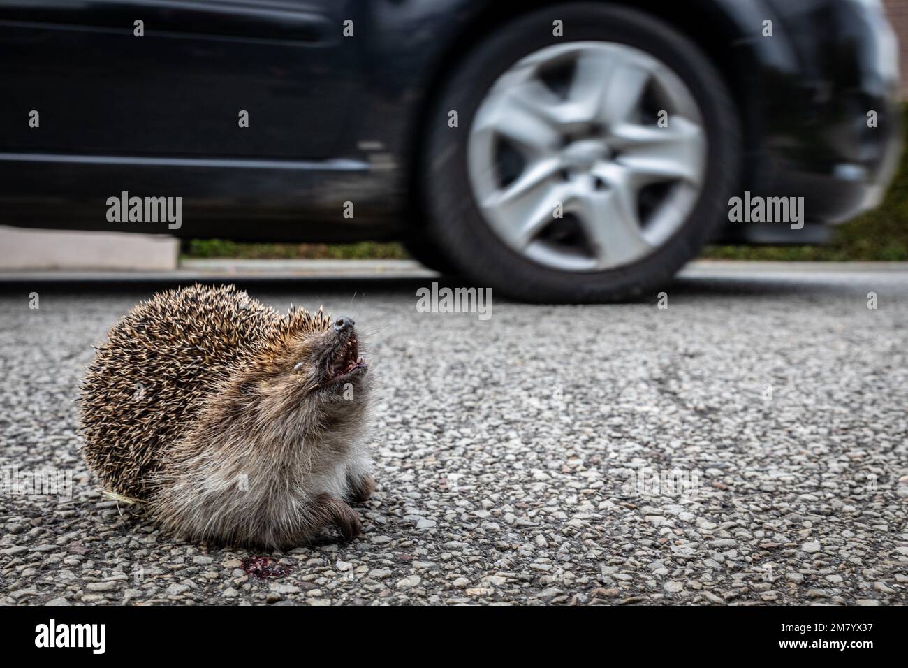 HEDGEHOG THAT HAS BEEN RUN OVER BY A CAR ON THE ROAD, RUGLES, EURE, NORMANDY, FRANCE Stock Photo
