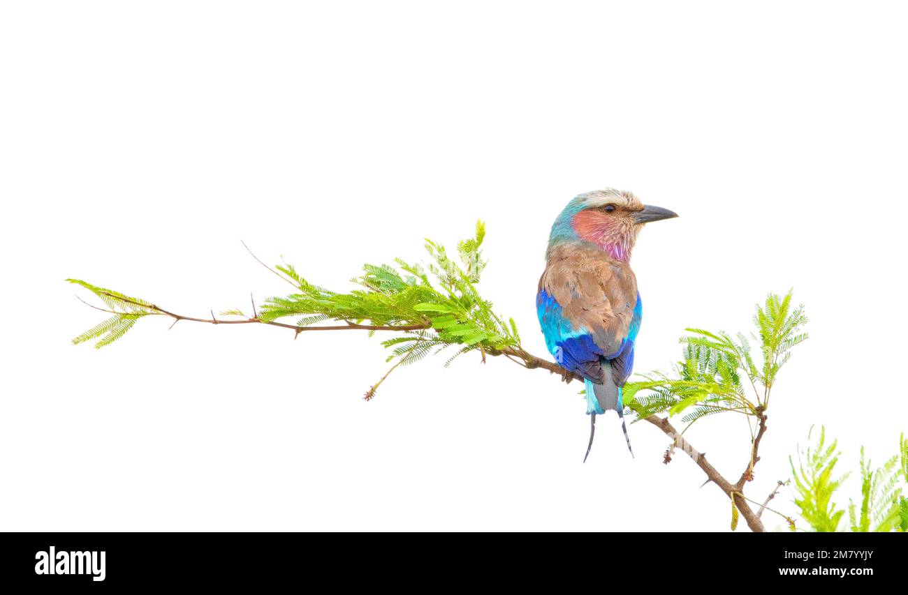 Lilac-breasted Roller - the national bird of Kenya Stock Photo