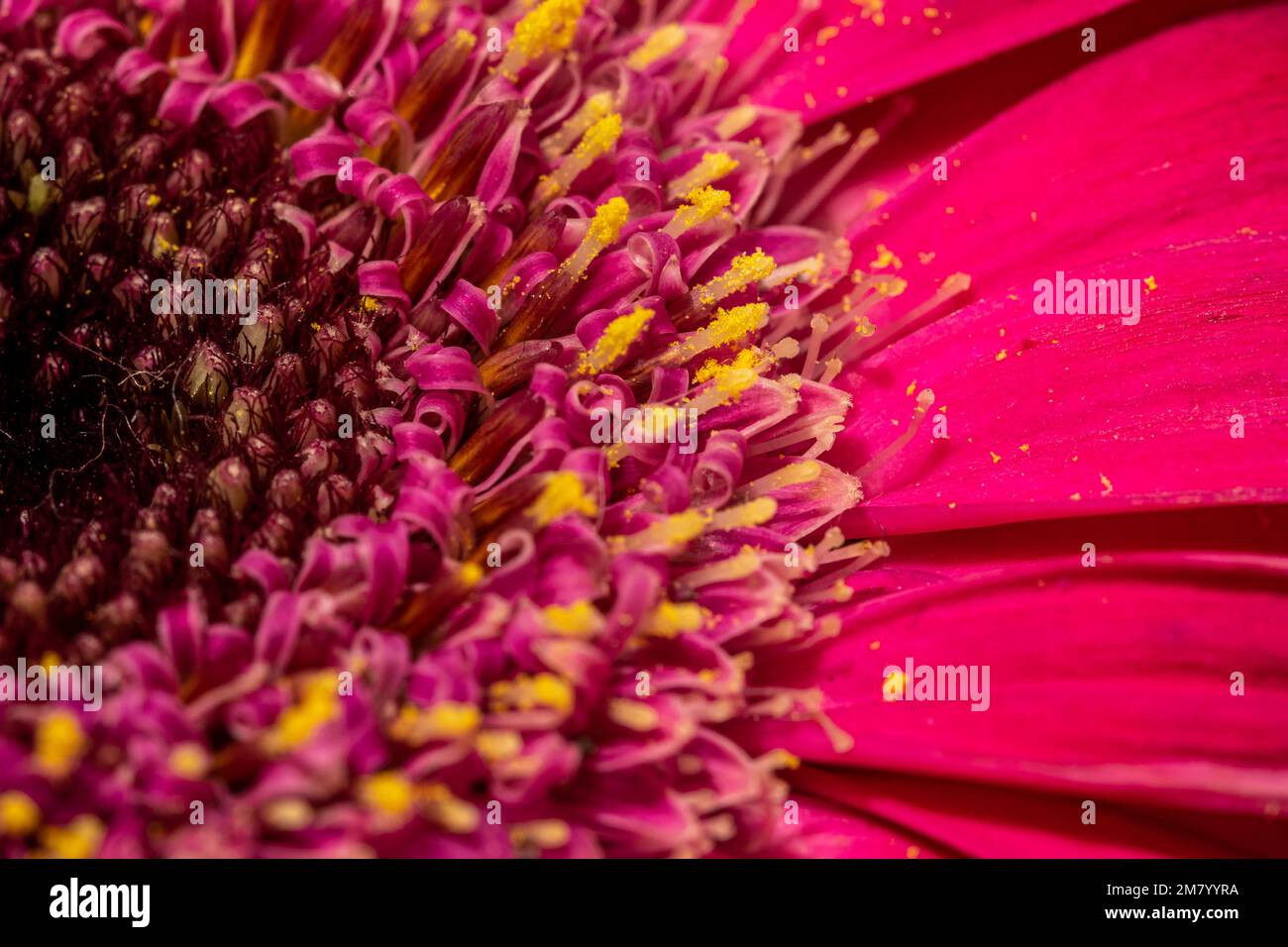 Gerbera macro close up shot Stock Photo