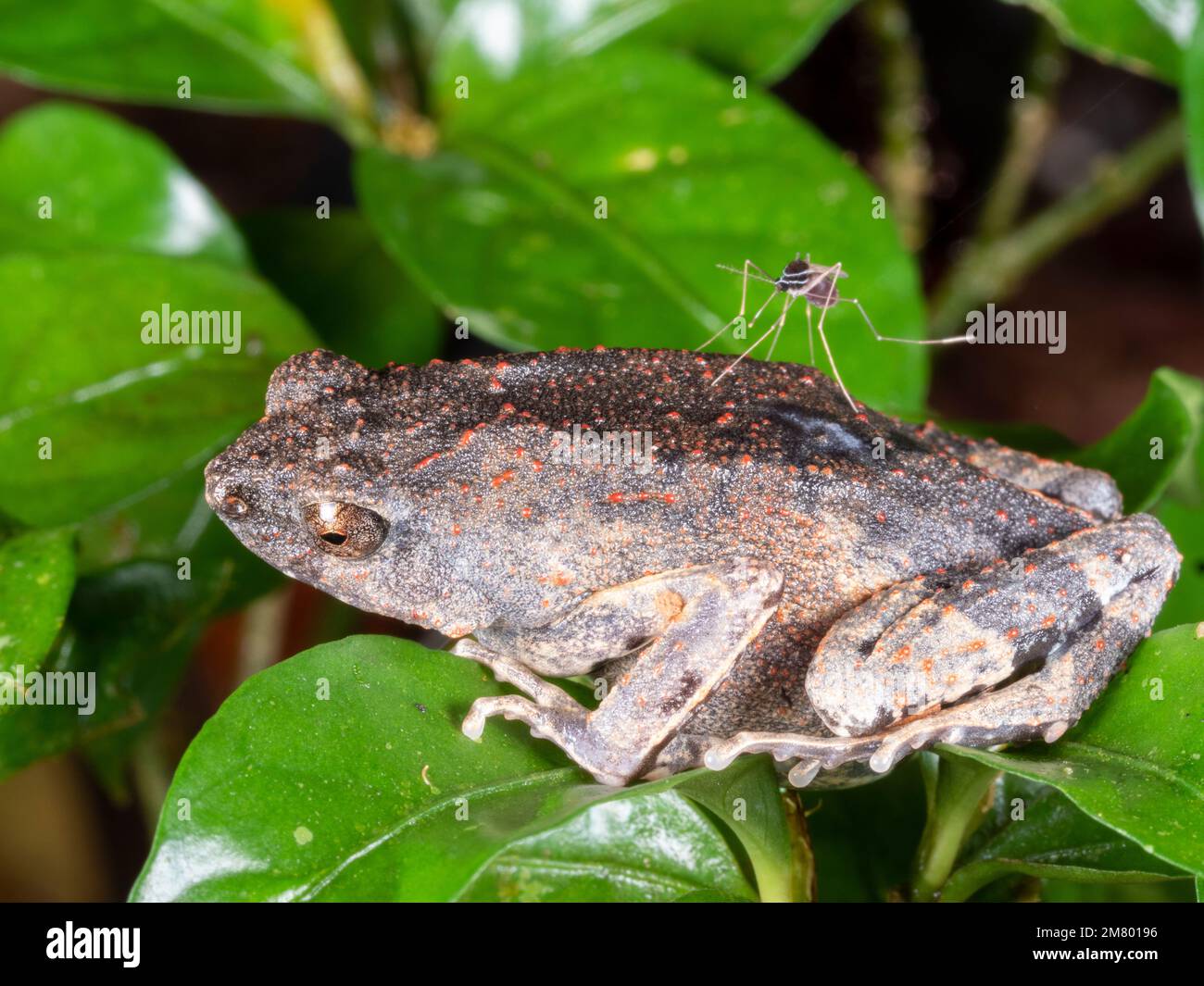 Peter's Dwarf Frog (Engystomops petersi), Orellana province, Ecuador