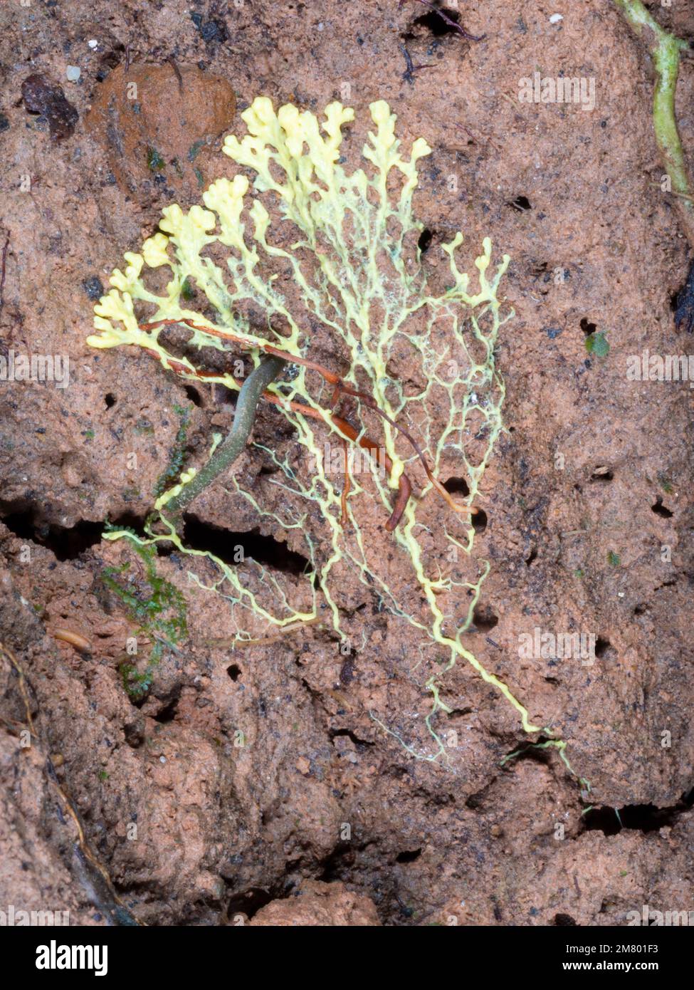 Slime mould growing on the rainforest floor, Orellana province, Ecuador Stock Photo