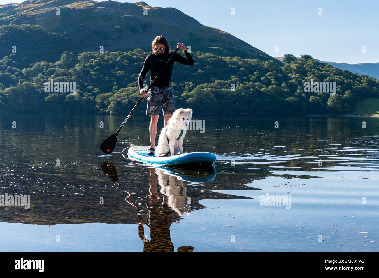 Samoyed puppy on paddleboard in Ullswater, Lake District Stock Photo