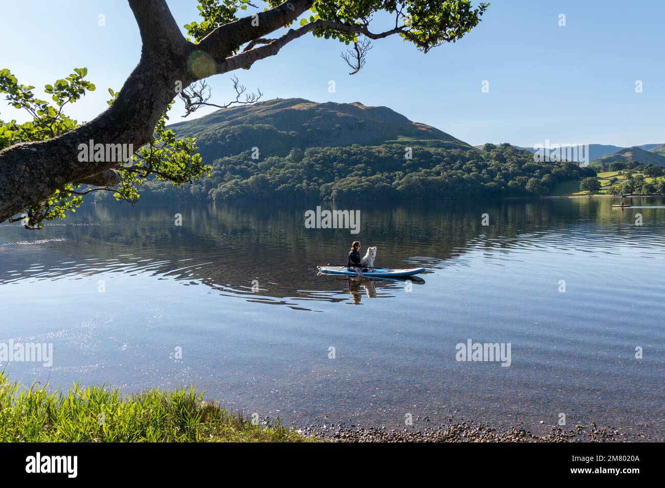 Samoyed puppy on paddleboard in Ullswater, Lake District Stock Photo