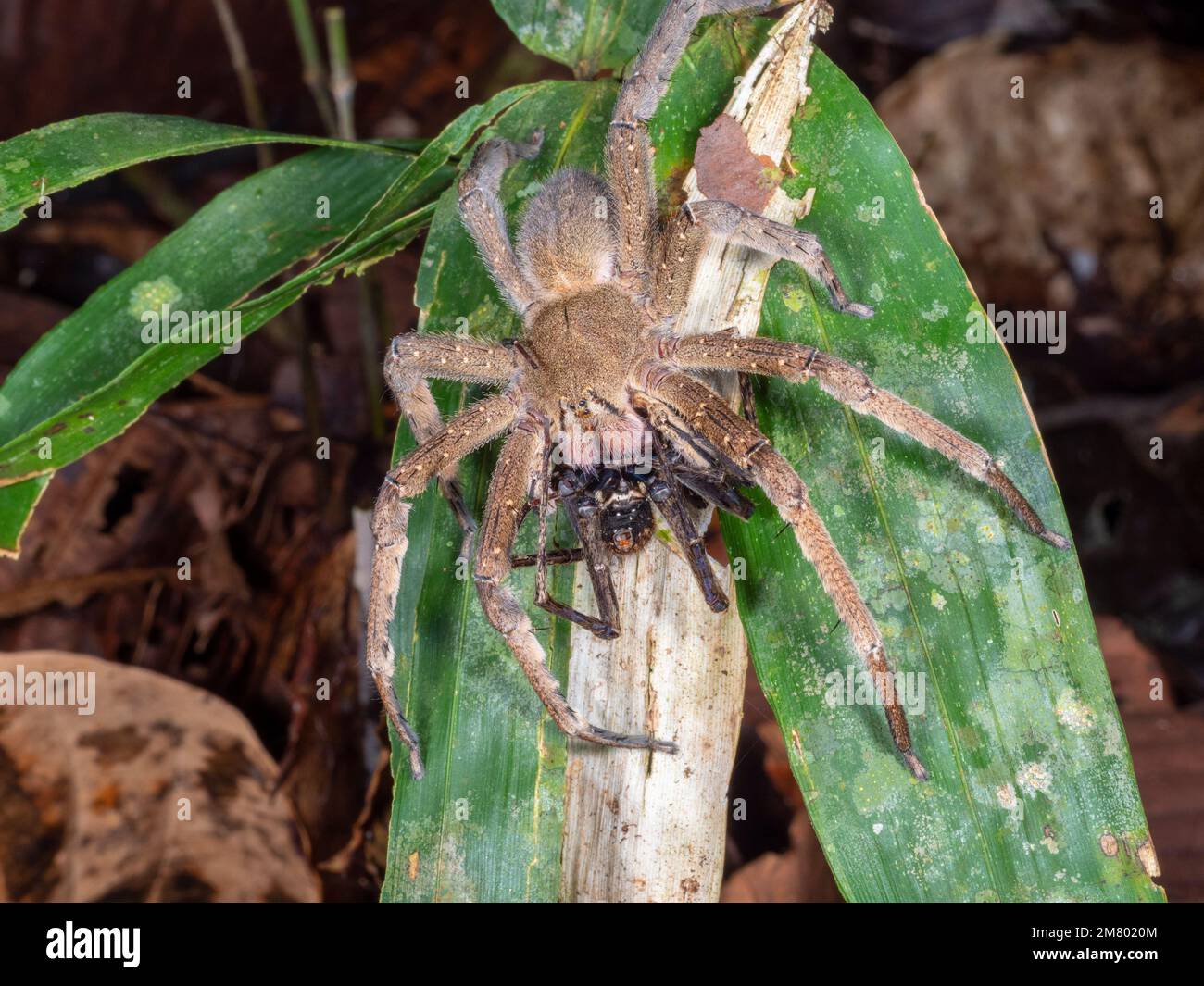 Brazilian Wandering Spider (Phoneutria fera) feeding on another spider