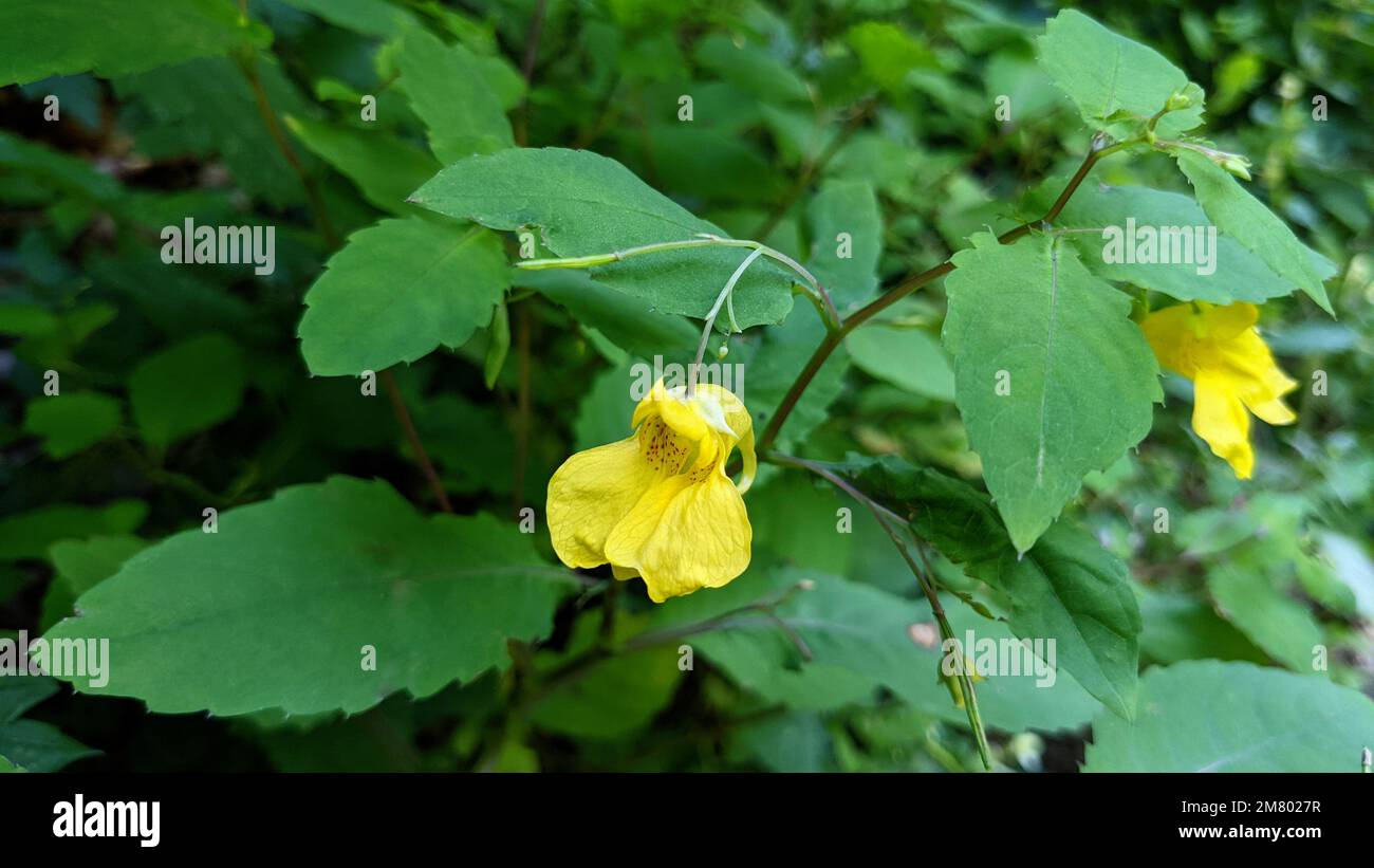 Yellow flower of touch-me-not balsam (Impatiens noli-tangere) close up Stock Photo