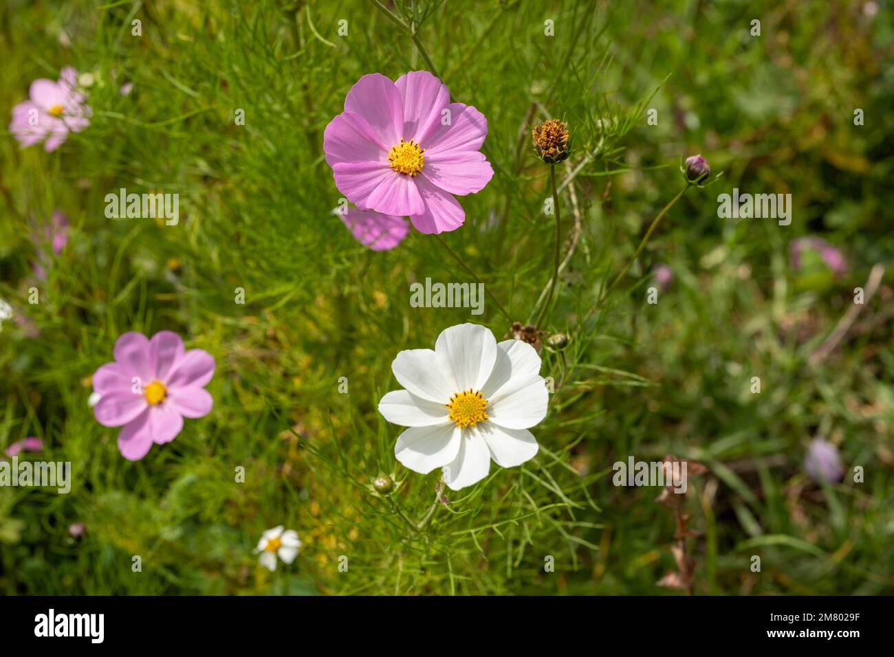 Up close photo of pink cosmos hi-res stock photography and images - Alamy