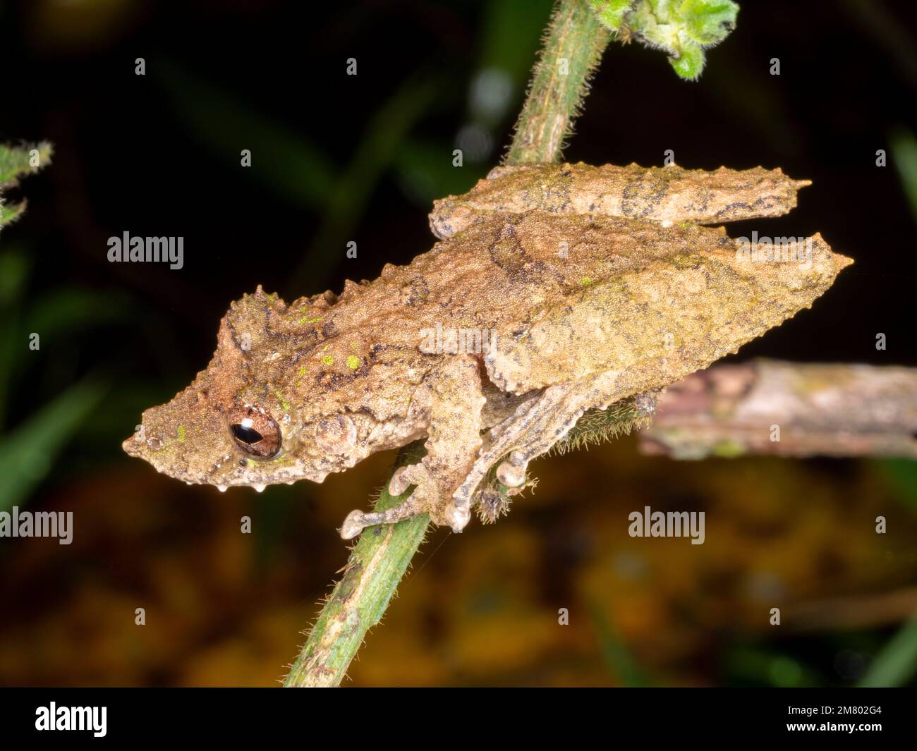 Fringe-lipped Snouted Treefrog (Scinax garbei). On a branch in the rainforest at night, Ecuador. Stock Photo