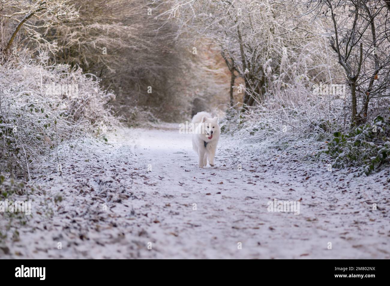 Samoyed puppy in snow Stock Photo - Alamy