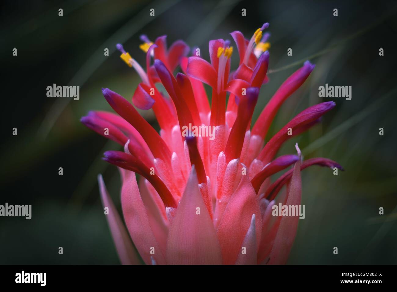 A closeup of a red Queen's-tears (Billbergia nutans) against blurred background Stock Photo