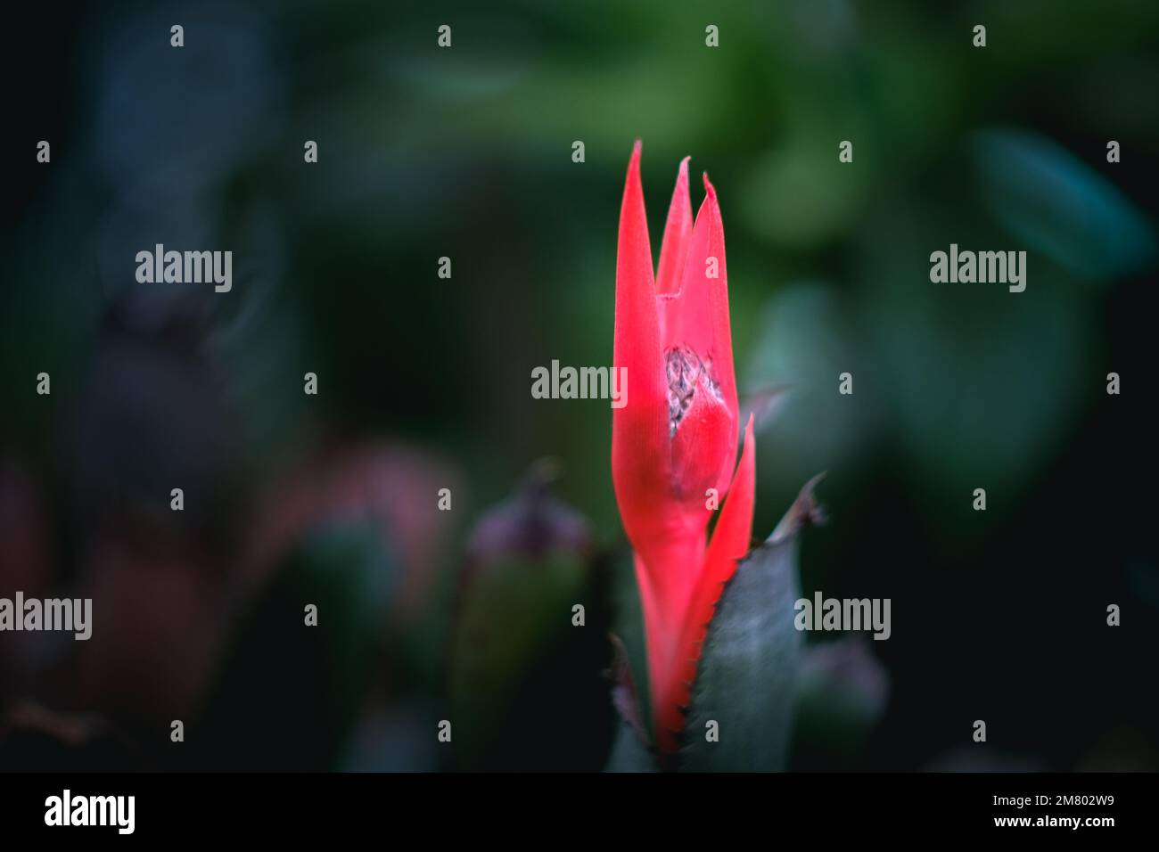 A closeup of a red Bromelia (Bromelia) against blurred green background Stock Photo