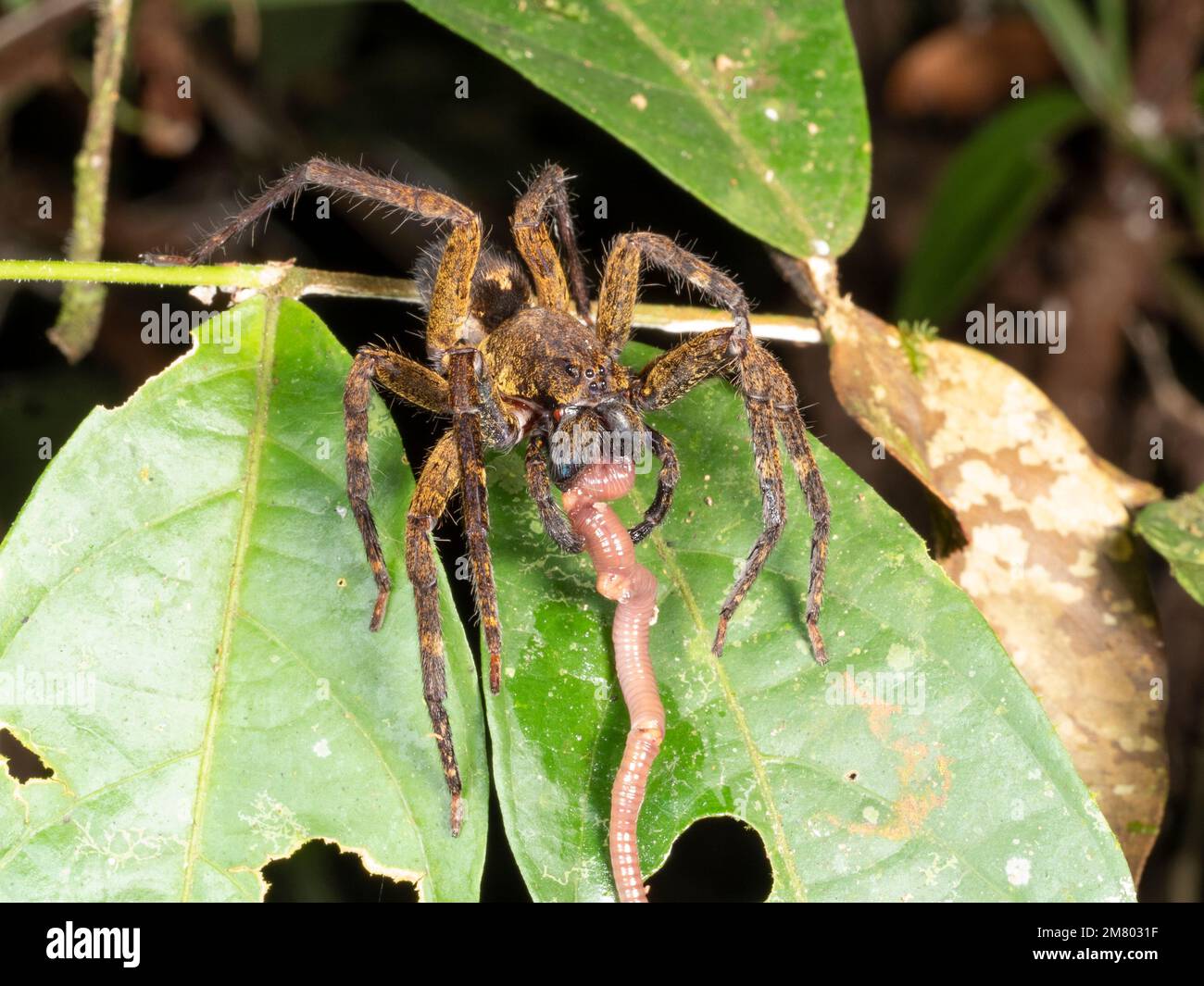Wandering sipder (Ctenidae) eating a worm in the rainforest understory