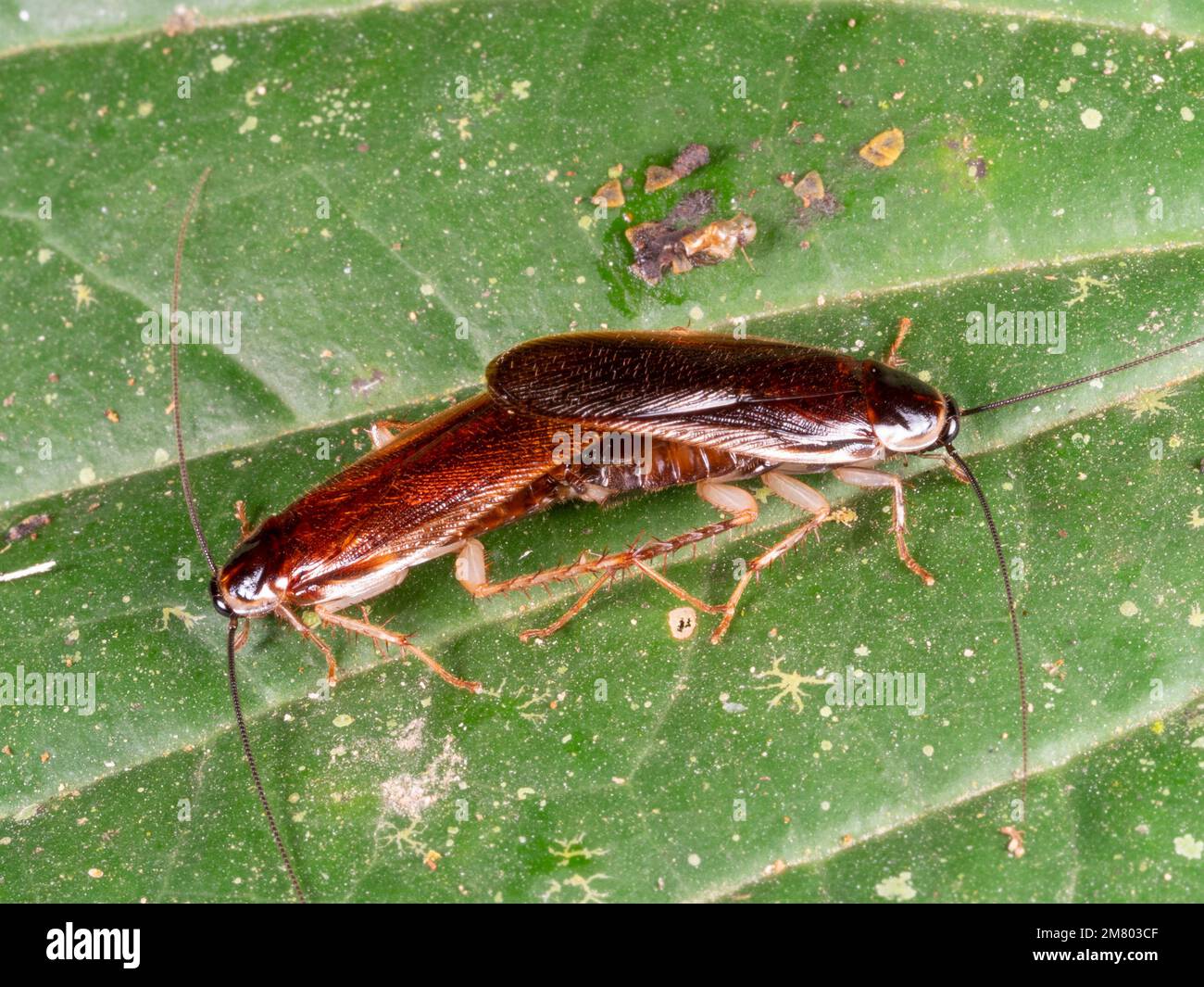 Pair of Wood Cockroach (Family Ectobiidae) mating in the rainforest