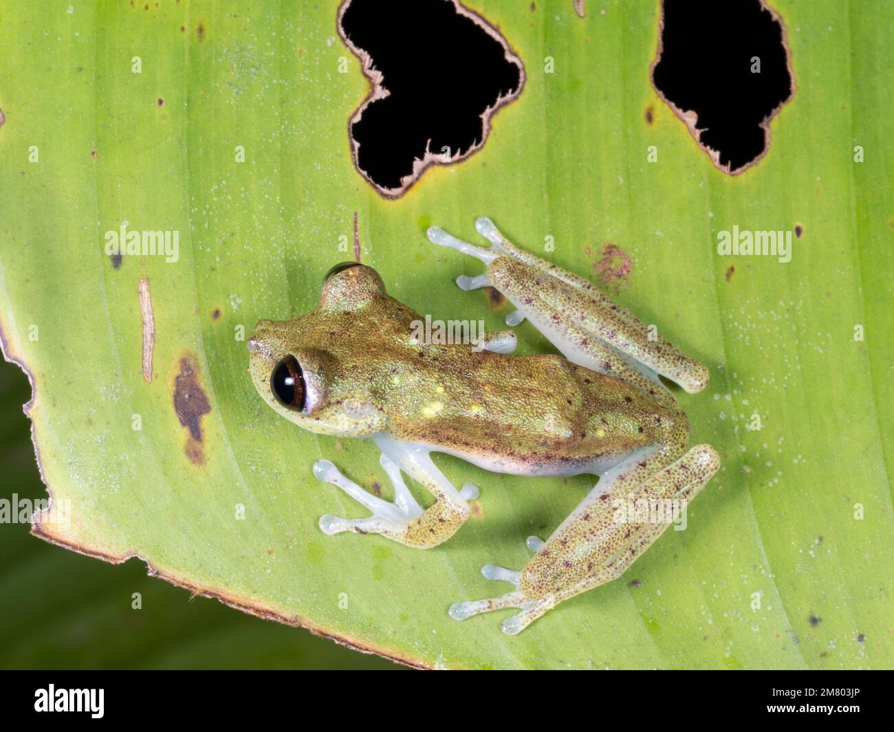 Nymph Treefrog (Boana nympha) on a leaf in the rainforest, Orellana ...