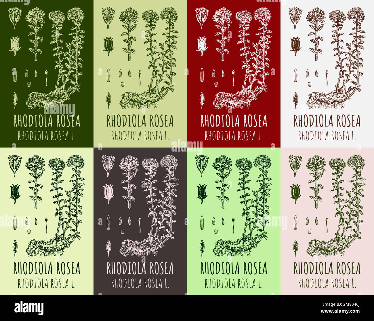 Set of vector drawings Rhodiola rosea in different colors. Hand drawn illustration. Latin name RHODIOLA ROSEA L. Stock Photo
