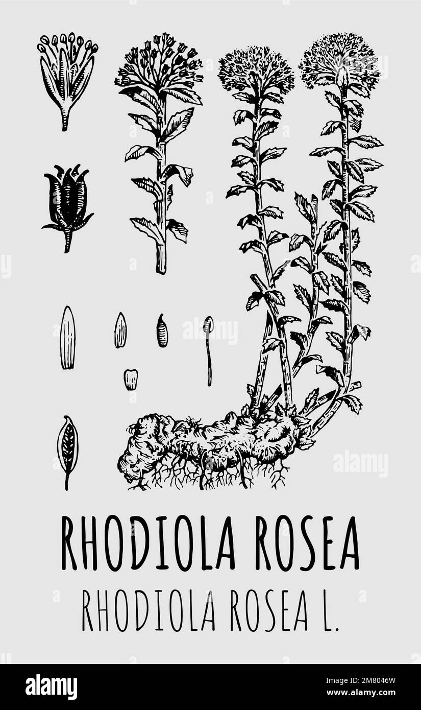 Vector drawings of Rhodiola rosea. Hand drawn illustration. Latin name RHODIOLA ROSEA L. Stock Photo