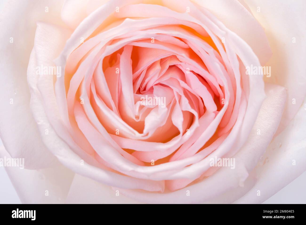 Beautiful aromatic fresh blossoming tender pink rose texture, close up view. Romantic background Stock Photo