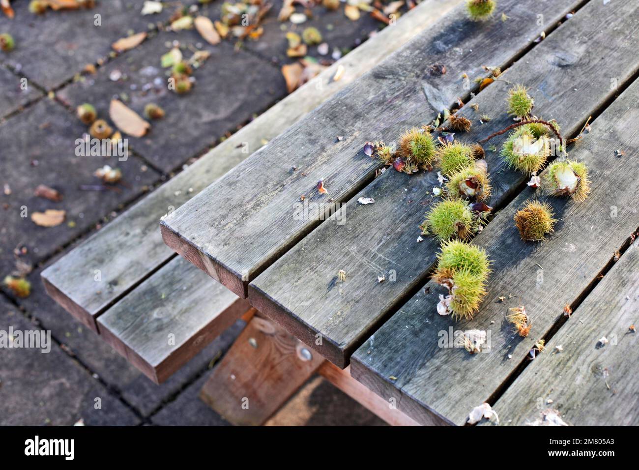 Woodland chestnuts hi-res stock photography and images - Alamy