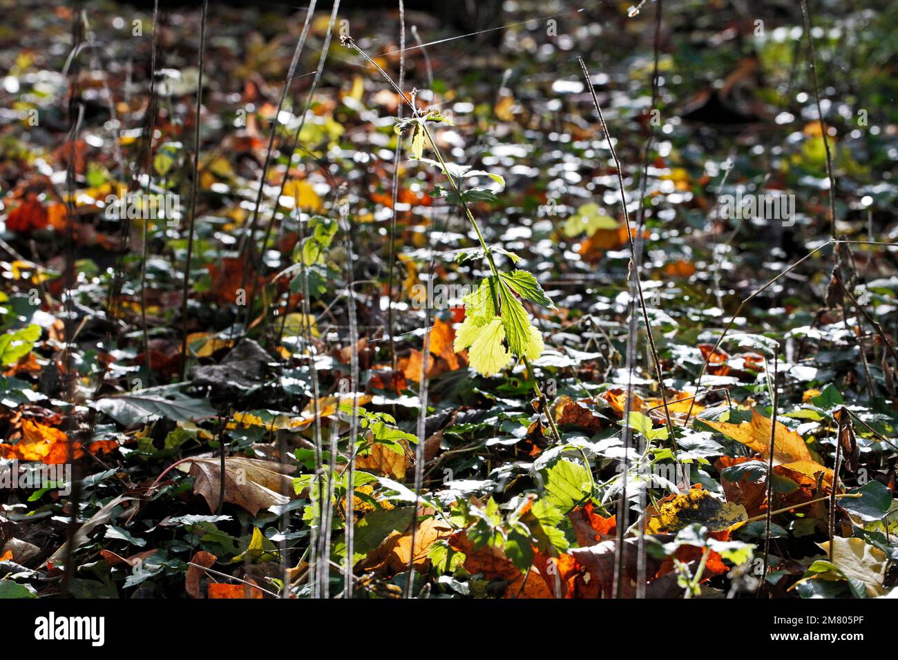 The woodland floor in autumn at a wood near Redcar, North Yorkshire, UK. 02/11/2021 Stock Photo