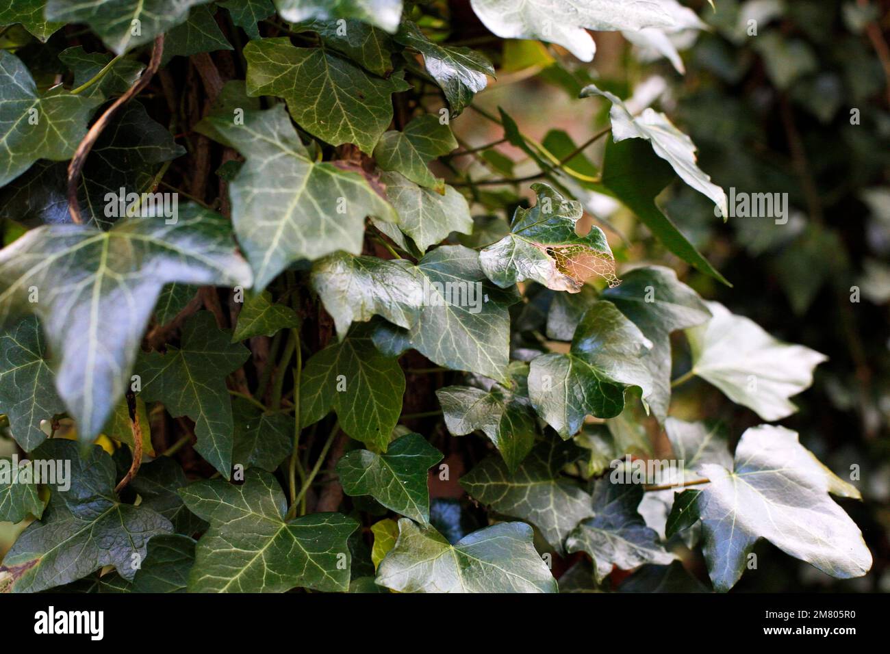 English Ivy growing on a tree in woodland near Redcar, NorthYorkshire, UK. 02/11/2021 Photograph: Stuart Boulton Stock Photo