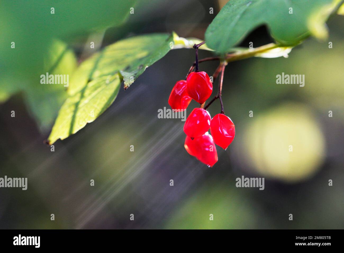 Red Autumn berries in a woodland near Redcar, North Yorkshire, UK. 02/11/2021 Photograph: Stuart Boulton Stock Photo