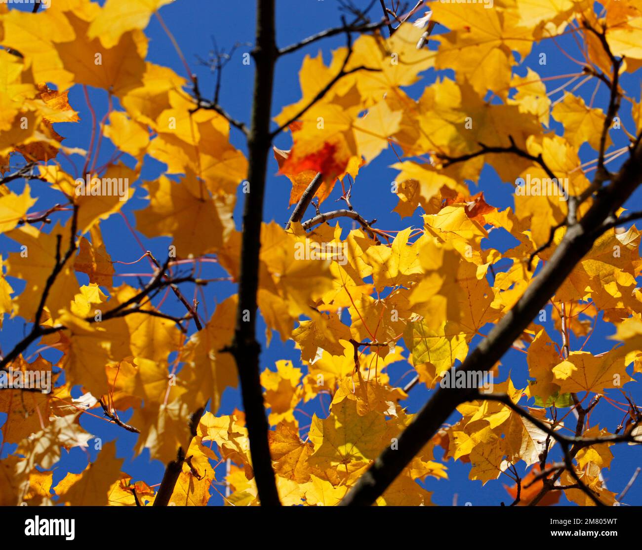 Sycamore leaves on a tree in Autumn. Redcar UK. 02/11/2021 Photograph: Stuart Boulton Stock Photo