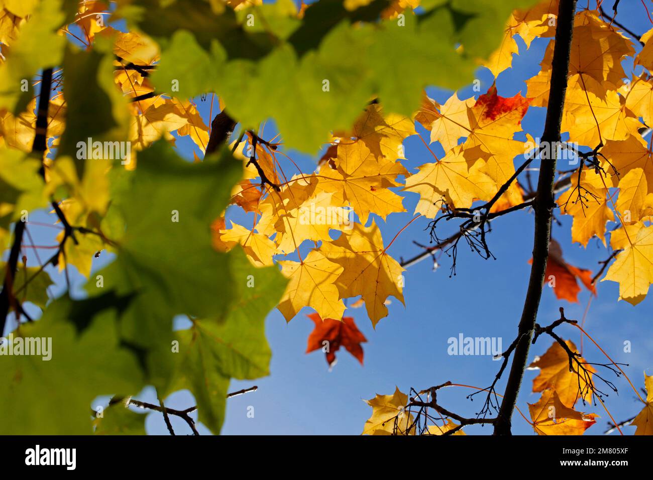 Sycamore leaves on a tree in Autumn. Redcar UK. 02/11/2021 Photograph: Stuart Boulton Stock Photo