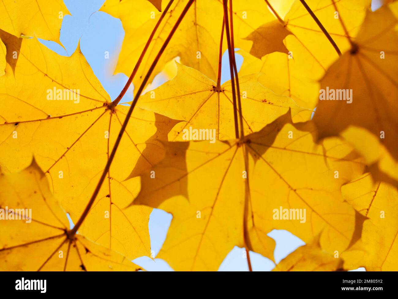 Sycamore leaves on a tree in Autumn. Redcar UK. 02/11/2021 Photograph: Stuart Boulton Stock Photo