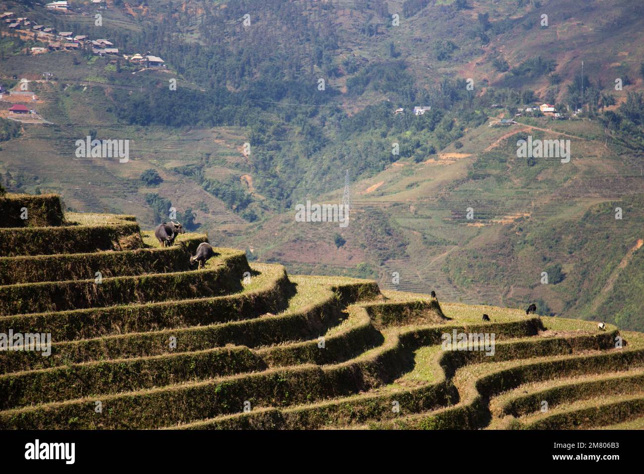 Sa Pa Rice Terraces and High Mountains in Sa Pa, Vietnam Stock Photo - Alamy