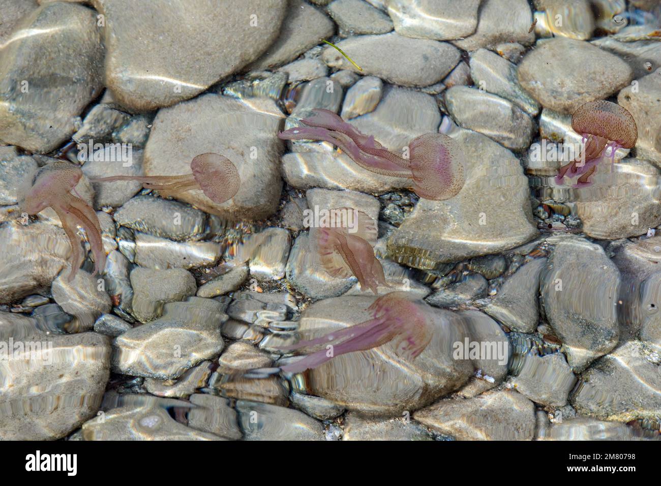 GROUP OF PELAGIC JELLYFISH OR PURPLE-BITTER WHICH CAUSES ACUTE PAIN ON THE SKIN, CAP ESTEREL, SAINT-RAPHAEL, VAR, FRANCE Stock Photo