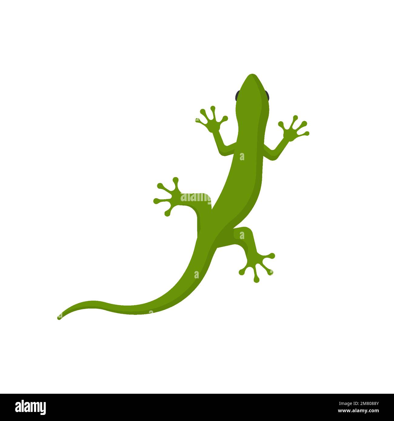lizard isolated on white background. Vector illustration. Eps 10 Stock ...