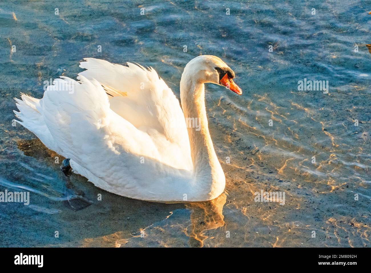 Swans are so photogenic and they love the attention.... Stock Photo