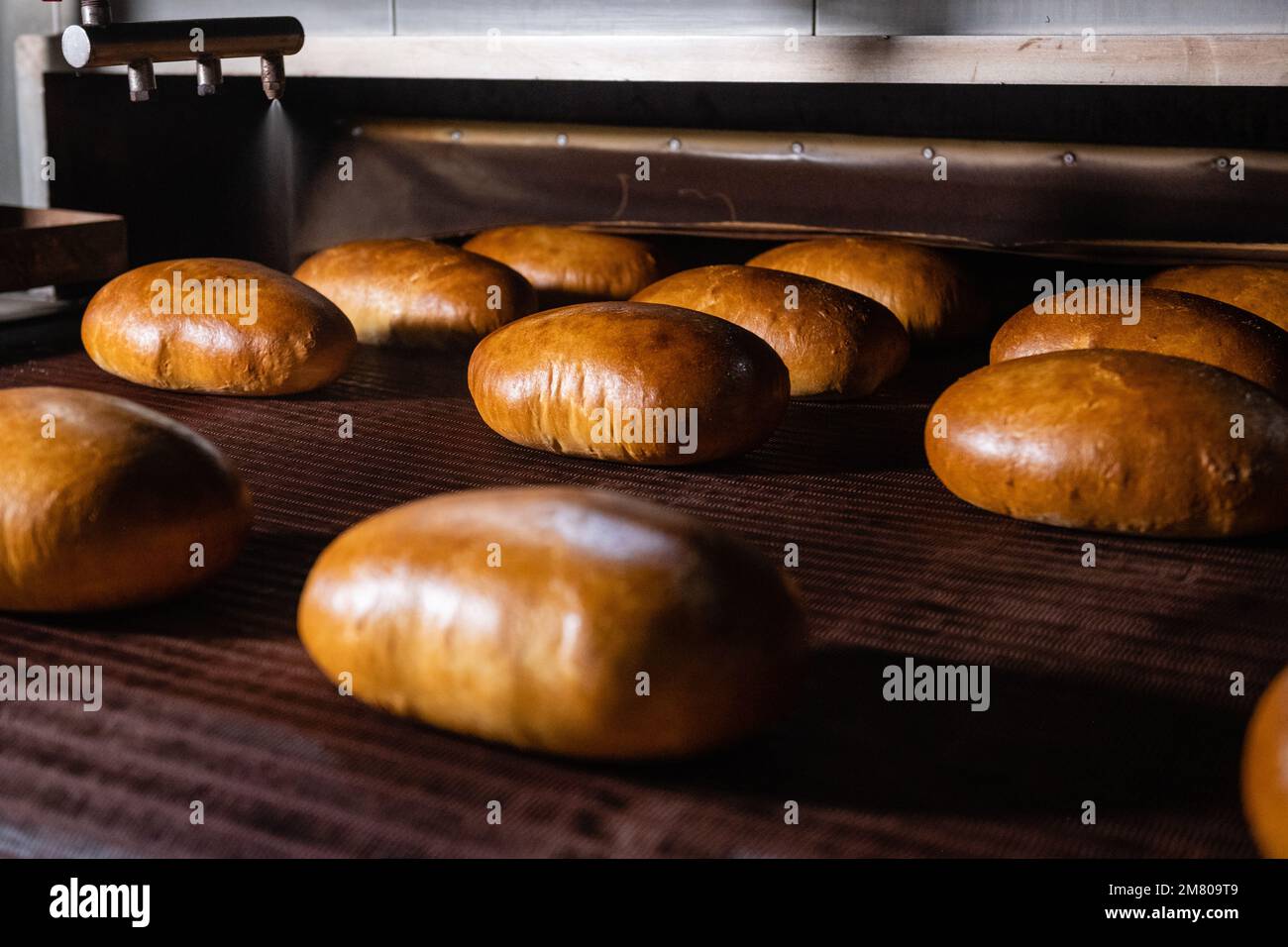 Fresh loaf of bread from the oven. Conveyor with bread. for
