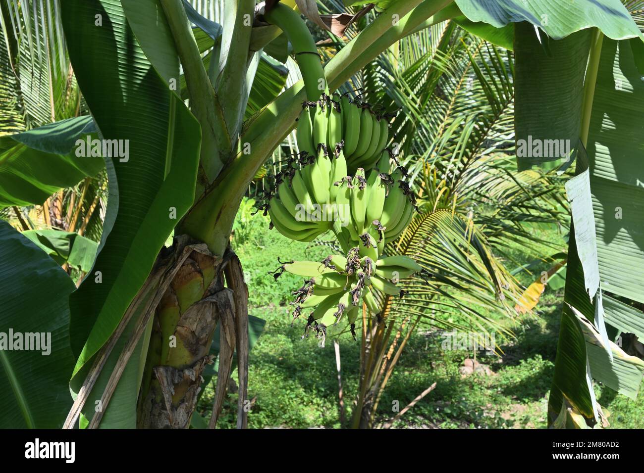 Close up of immature Banana fruits on a Banana plant which is grown as