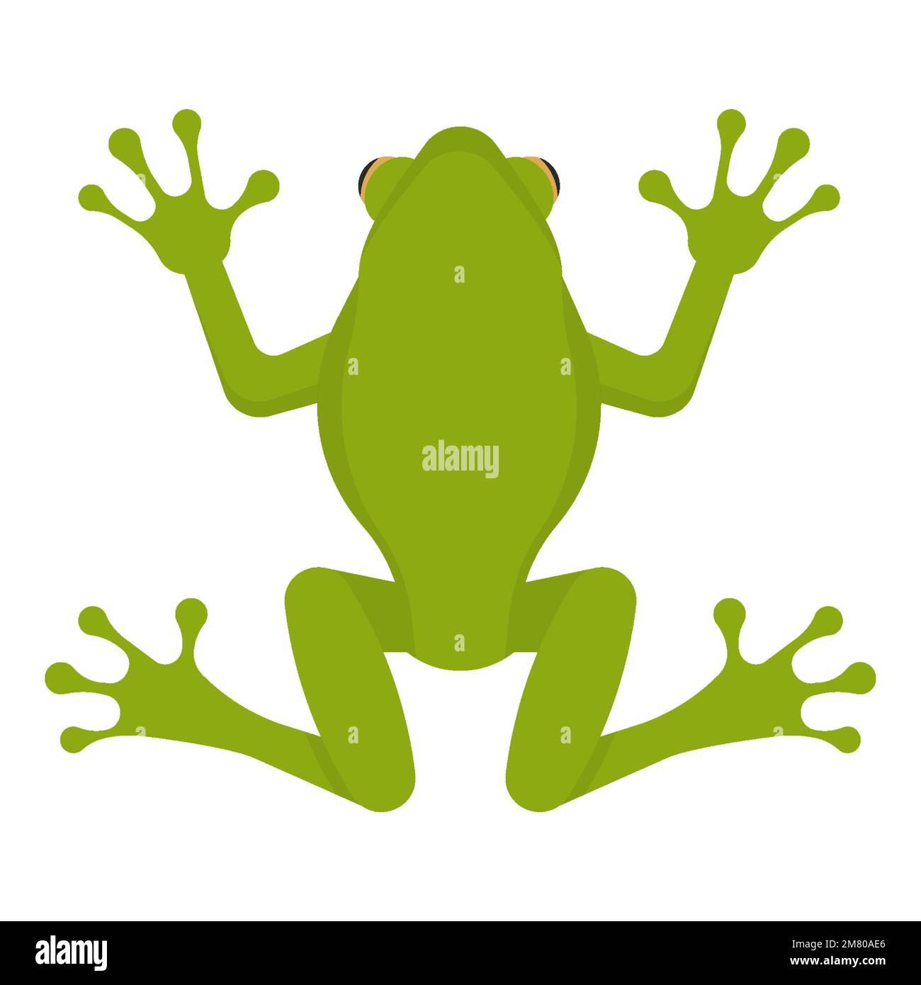 Green frog isolated on white background. Vector illustration. Eps 10 ...