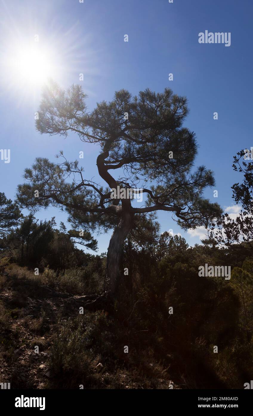 Back Light of Pine Tree. Stock Photo