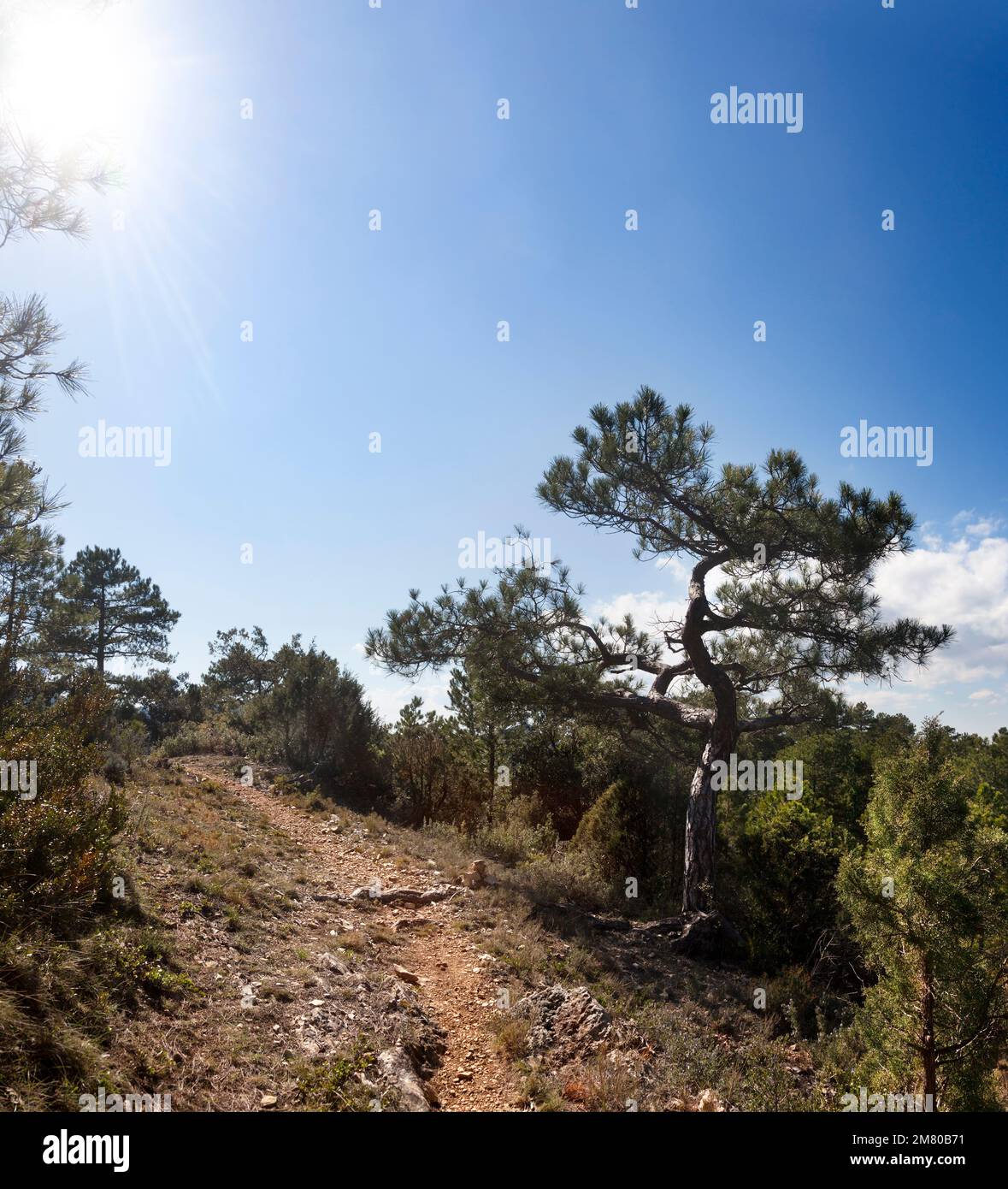 Back Light of Pine Tree. Stock Photo