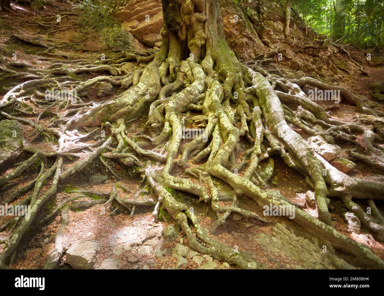 Beech Rooter Root ravine hi-res stock photography and images - Alamy