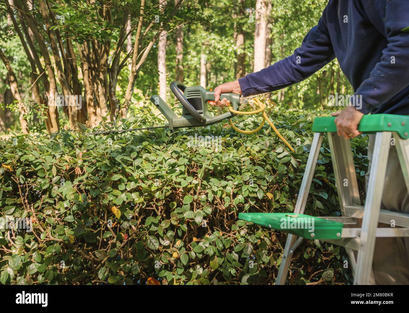 Man on ladder using hedge trimmer to trim hedge. Male landscaper